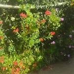 Ooty Mountain Cottage