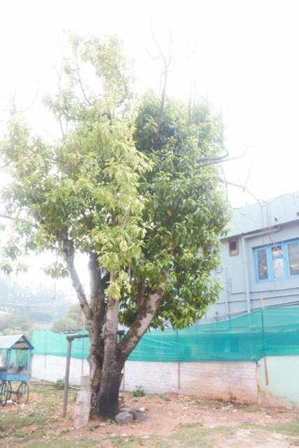 Taj Ss * Ooty