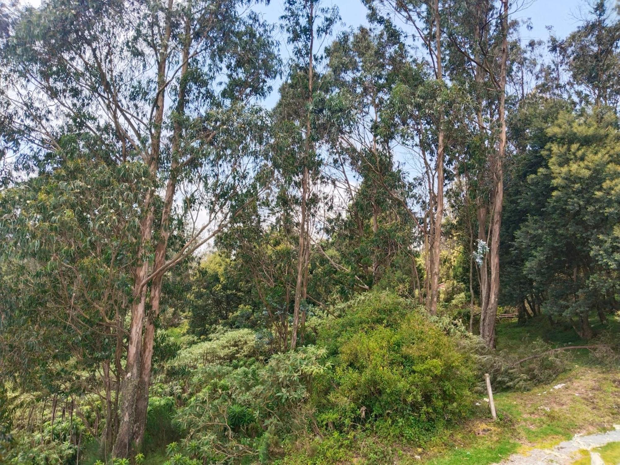 Dreams Homestay Ooty