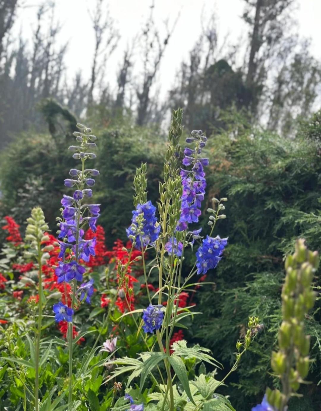 Anya Paradise Ooty