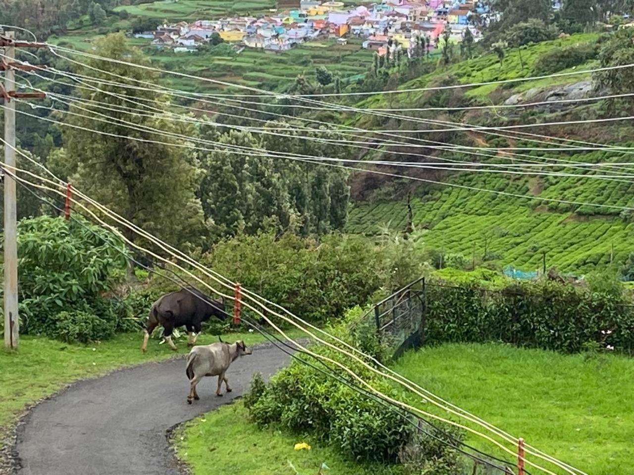 Villa Bisons Retreat