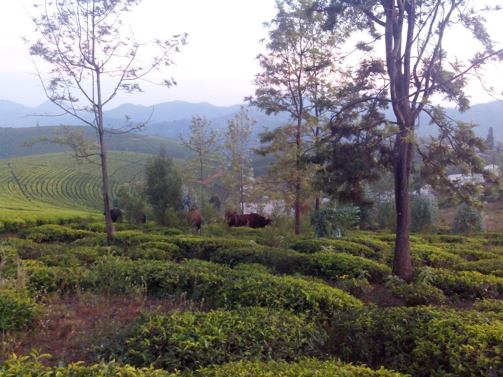 Down Town Homestay *