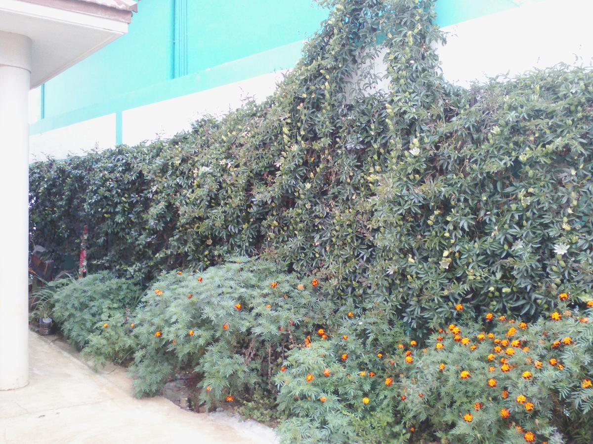 Radiant * Ooty