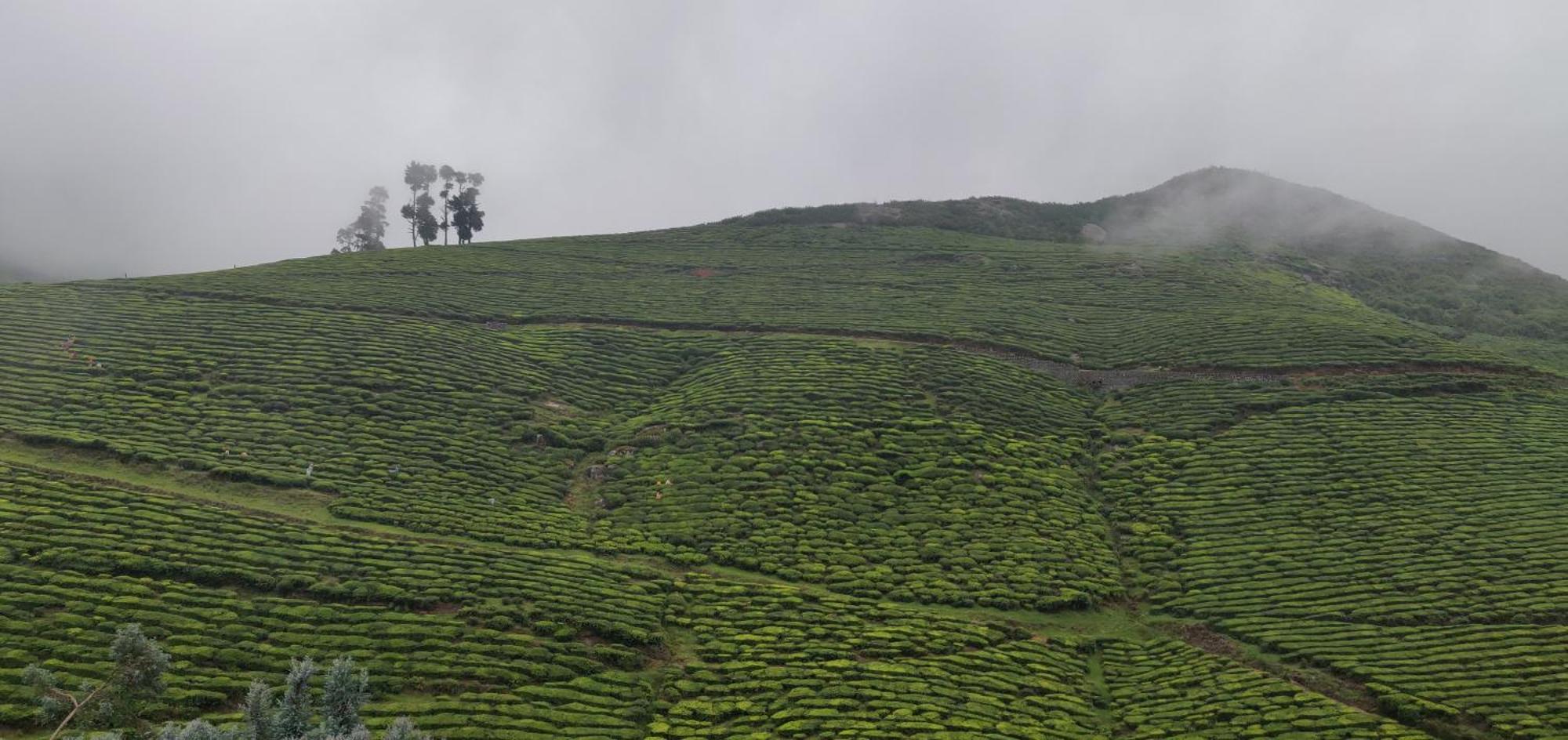 Hill Bird Heritage Ooty